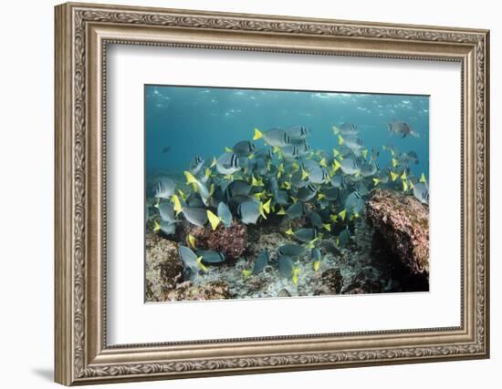 Yellowtail Surgeonfish, Galapagos Islands, Ecuador-Pete Oxford-Framed Photographic Print