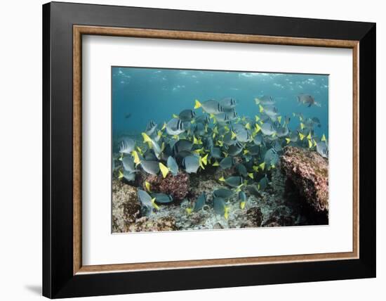 Yellowtail Surgeonfish, Galapagos Islands, Ecuador-Pete Oxford-Framed Photographic Print