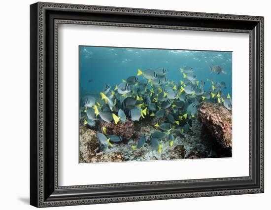 Yellowtail Surgeonfish, Galapagos Islands, Ecuador-Pete Oxford-Framed Photographic Print