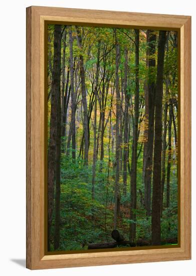 Yellowwood State Forest, Indiana, USA-Anna Miller-Framed Premier Image Canvas