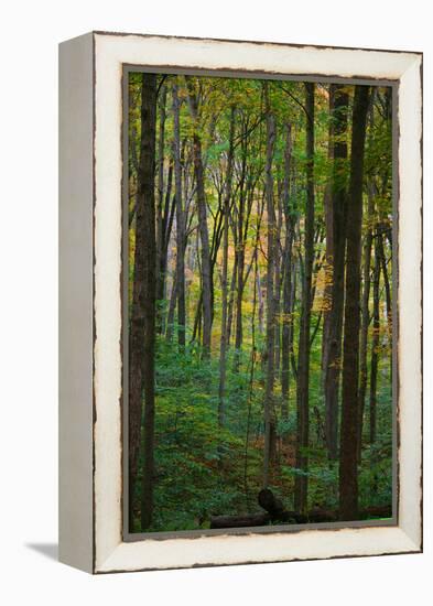 Yellowwood State Forest, Indiana, USA-Anna Miller-Framed Premier Image Canvas