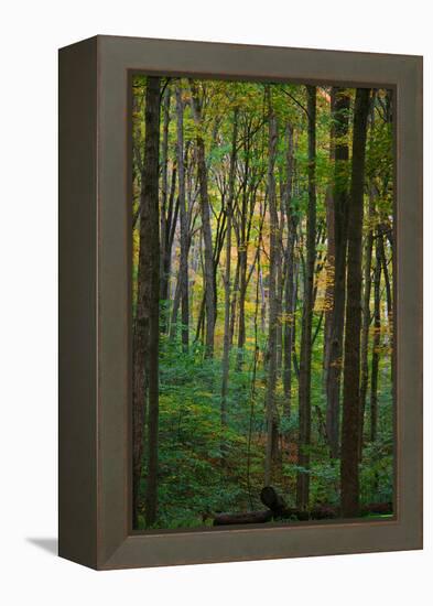 Yellowwood State Forest, Indiana, USA-Anna Miller-Framed Premier Image Canvas