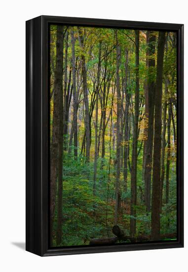 Yellowwood State Forest, Indiana, USA-Anna Miller-Framed Premier Image Canvas
