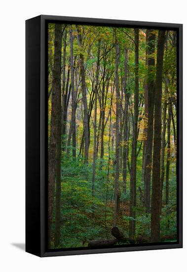 Yellowwood State Forest, Indiana, USA-Anna Miller-Framed Premier Image Canvas