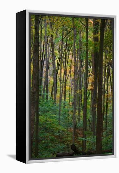 Yellowwood State Forest, Indiana, USA-Anna Miller-Framed Premier Image Canvas