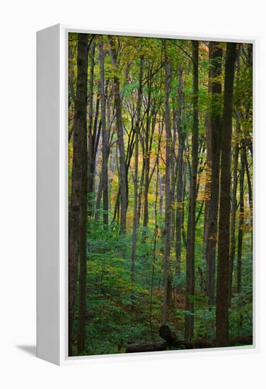 Yellowwood State Forest, Indiana, USA-Anna Miller-Framed Premier Image Canvas