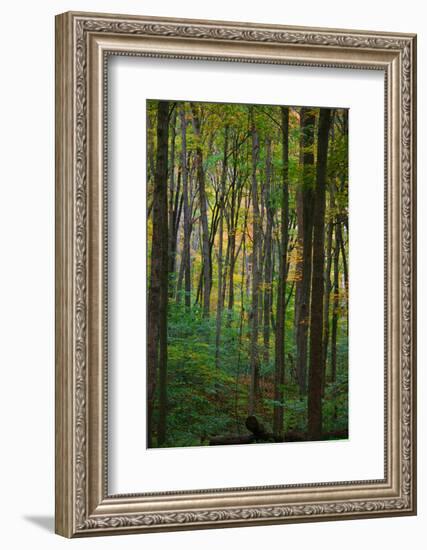 Yellowwood State Forest, Indiana, USA-Anna Miller-Framed Photographic Print