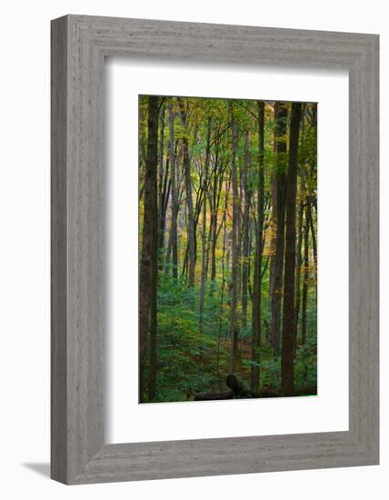 Yellowwood State Forest, Indiana, USA-Anna Miller-Framed Photographic Print