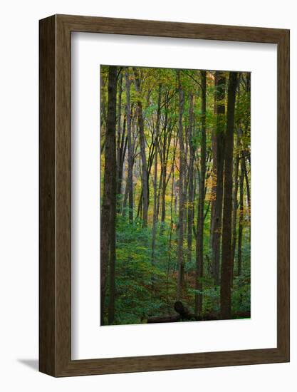 Yellowwood State Forest, Indiana, USA-Anna Miller-Framed Photographic Print