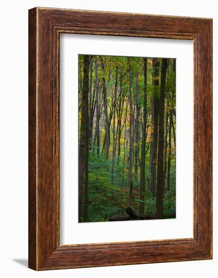 Yellowwood State Forest, Indiana, USA-Anna Miller-Framed Photographic Print