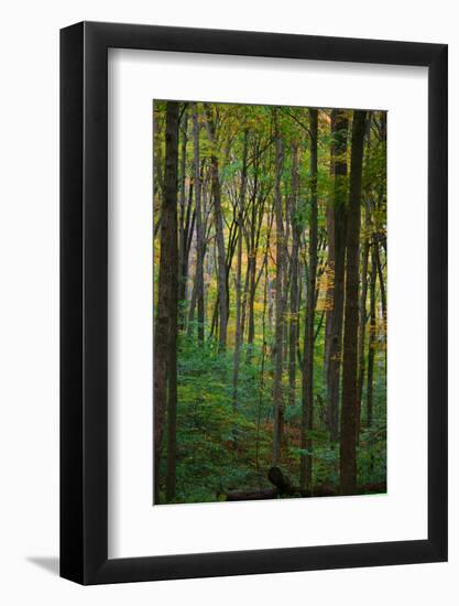 Yellowwood State Forest, Indiana, USA-Anna Miller-Framed Photographic Print