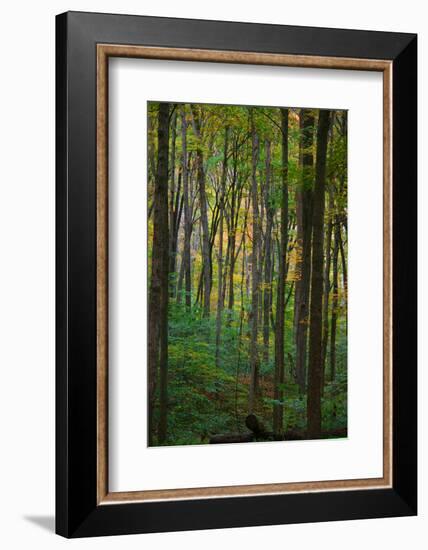 Yellowwood State Forest, Indiana, USA-Anna Miller-Framed Photographic Print