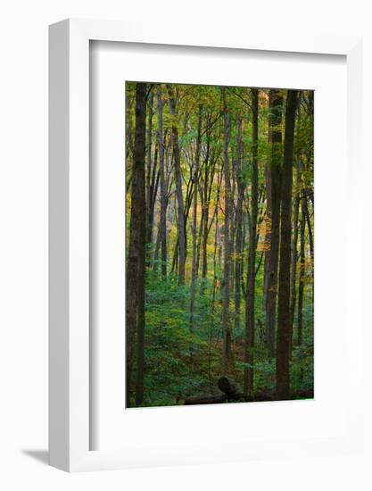 Yellowwood State Forest, Indiana, USA-Anna Miller-Framed Photographic Print