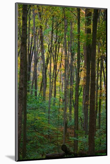 Yellowwood State Forest, Indiana, USA-Anna Miller-Mounted Photographic Print