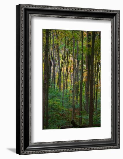 Yellowwood State Forest, Indiana, USA-Anna Miller-Framed Photographic Print