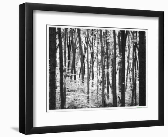 Yellowwood State Forest, Indiana, USA-Anna Miller-Framed Photographic Print