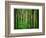 Yellowwood State Forest, Indiana, USA-Anna Miller-Framed Photographic Print