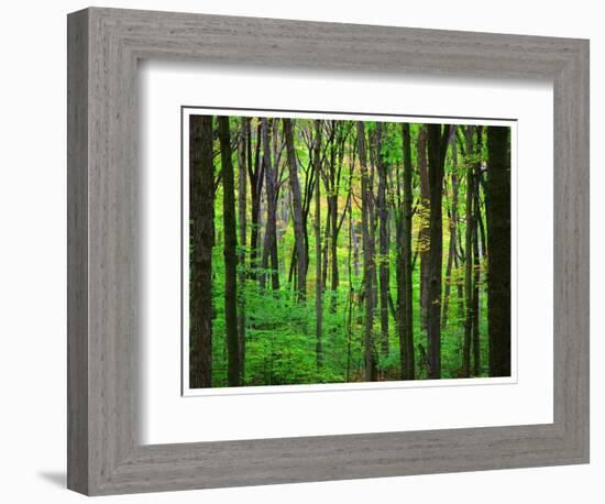 Yellowwood State Forest, Indiana, USA-Anna Miller-Framed Photographic Print