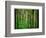 Yellowwood State Forest, Indiana, USA-Anna Miller-Framed Photographic Print