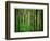 Yellowwood State Forest, Indiana, USA-Anna Miller-Framed Photographic Print