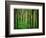 Yellowwood State Forest, Indiana, USA-Anna Miller-Framed Photographic Print