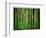 Yellowwood State Forest, Indiana, USA-Anna Miller-Framed Photographic Print