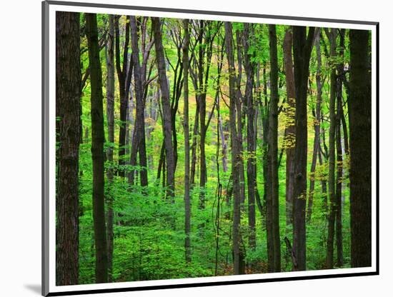 Yellowwood State Forest, Indiana, USA-Anna Miller-Mounted Photographic Print