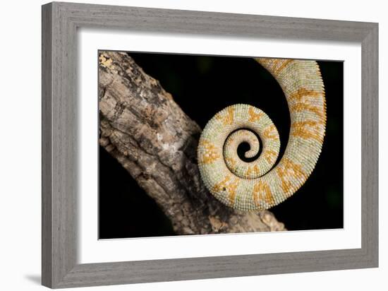 Yemen Chameleon (Chameleon Calyptratus), captive, Yemen, Middle East-Janette Hill-Framed Photographic Print