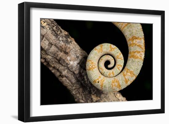 Yemen Chameleon (Chameleon Calyptratus), captive, Yemen, Middle East-Janette Hill-Framed Photographic Print