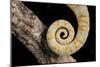 Yemen Chameleon (Chameleon Calyptratus), captive, Yemen, Middle East-Janette Hill-Mounted Photographic Print
