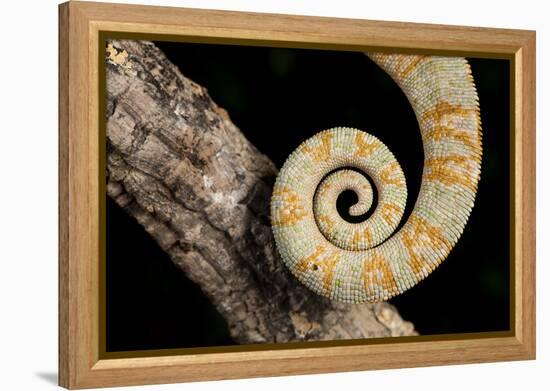 Yemen Chameleon (Chameleon Calyptratus), captive, Yemen, Middle East-Janette Hill-Framed Premier Image Canvas