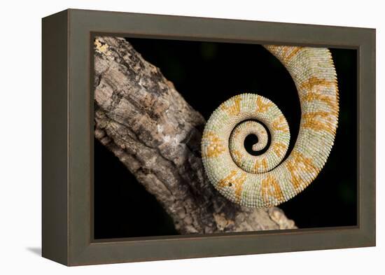 Yemen Chameleon (Chameleon Calyptratus), captive, Yemen, Middle East-Janette Hill-Framed Premier Image Canvas