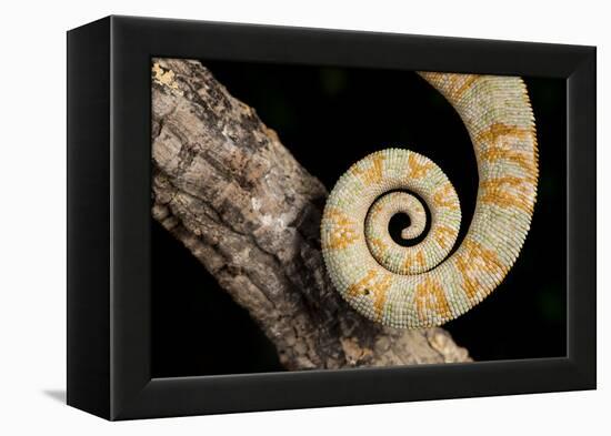 Yemen Chameleon (Chameleon Calyptratus), captive, Yemen, Middle East-Janette Hill-Framed Premier Image Canvas