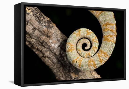 Yemen Chameleon (Chameleon Calyptratus), captive, Yemen, Middle East-Janette Hill-Framed Premier Image Canvas