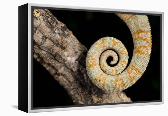 Yemen Chameleon (Chameleon Calyptratus), captive, Yemen, Middle East-Janette Hill-Framed Premier Image Canvas