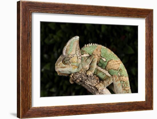 Yemen Chameleon (Chameleon Calyptratus), captive, Yemen, Middle East-Janette Hill-Framed Photographic Print