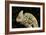 Yemen Chameleon (Chameleon Calyptratus), captive, Yemen, Middle East-Janette Hill-Framed Photographic Print