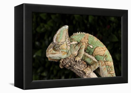 Yemen Chameleon (Chameleon Calyptratus), captive, Yemen, Middle East-Janette Hill-Framed Premier Image Canvas