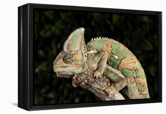 Yemen Chameleon (Chameleon Calyptratus), captive, Yemen, Middle East-Janette Hill-Framed Premier Image Canvas