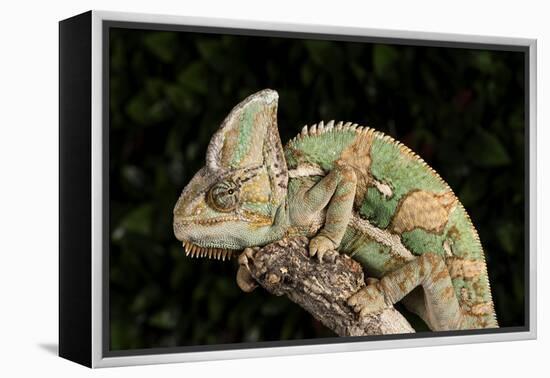 Yemen Chameleon (Chameleon Calyptratus), captive, Yemen, Middle East-Janette Hill-Framed Premier Image Canvas