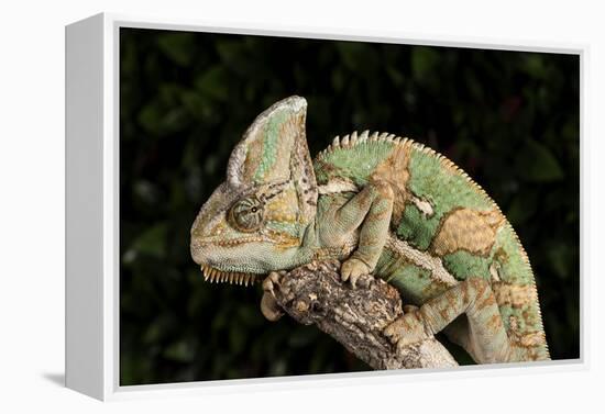 Yemen Chameleon (Chameleon Calyptratus), captive, Yemen, Middle East-Janette Hill-Framed Premier Image Canvas