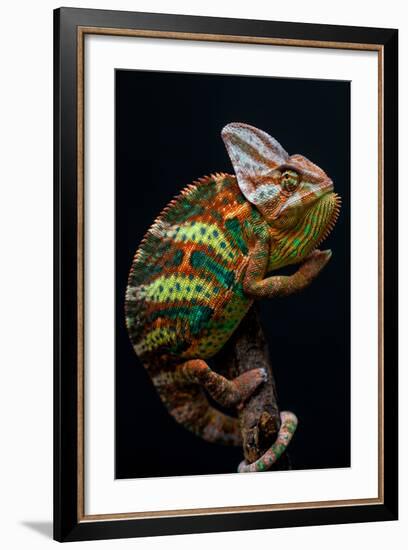 Yemen Chameleon-arturasker-Framed Photographic Print