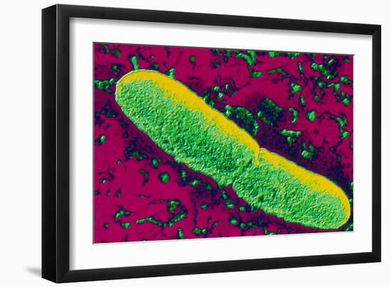 Yersinia Pestis (plague) Bacteria-PASIEKA-Framed Photographic Print