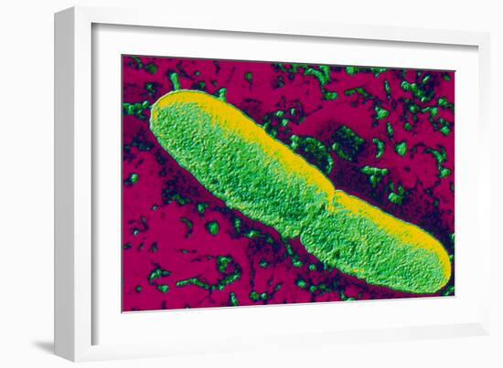 Yersinia Pestis (plague) Bacteria-PASIEKA-Framed Photographic Print