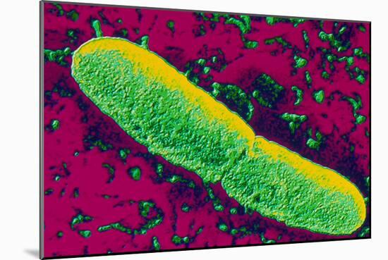 Yersinia Pestis (plague) Bacteria-PASIEKA-Mounted Photographic Print