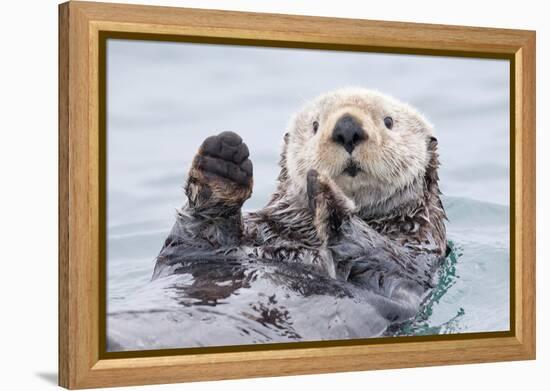 Yesterday I Caught a Fish Thiiis Big! - Otter. Alaska-Roman Golubenko-Framed Premier Image Canvas