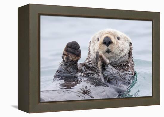 Yesterday I Caught a Fish Thiiis Big! - Otter. Alaska-Roman Golubenko-Framed Premier Image Canvas