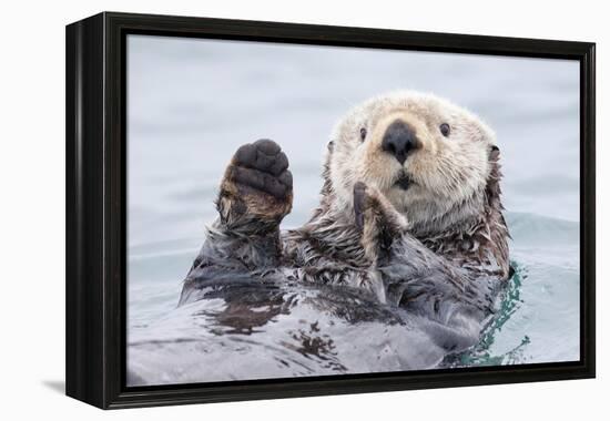 Yesterday I Caught a Fish Thiiis Big! - Otter. Alaska-Roman Golubenko-Framed Premier Image Canvas