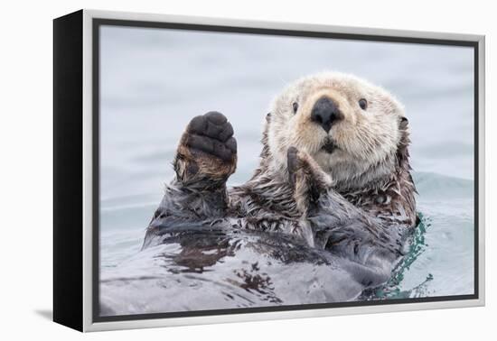 Yesterday I Caught a Fish Thiiis Big! - Otter. Alaska-Roman Golubenko-Framed Premier Image Canvas