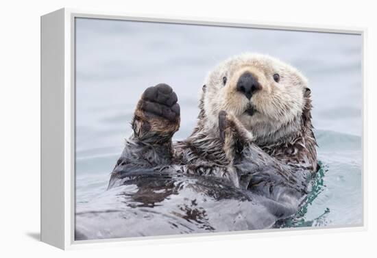 Yesterday I Caught a Fish Thiiis Big! - Otter. Alaska-Roman Golubenko-Framed Premier Image Canvas